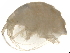 (Pleustes sp - R968-02)  @11 [ ] CreativeCommons - Attribution (2021) CBG Photography Group Centre for Biodiversity Genomics