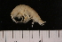  ( - ANET08L11-03)  @14 [ ] CreativeCommons - Attribution (2010) Unspecified Centre for Biodiversity Genomics