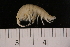  ( - ANET08L11-04)  @13 [ ] CreativeCommons - Attribution (2010) Unspecified Centre for Biodiversity Genomics