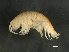  (Haploops laevis - ANET08L11-06)  @14 [ ] CreativeCommons - Attribution (2010) Unspecified Centre for Biodiversity Genomics