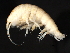  ( - ANET08L11-12)  @12 [ ] CreativeCommons - Attribution (2010) Unspecified Centre for Biodiversity Genomics