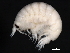  (Anonyx laticoxae JMG01 - BIOUG01329-A03)  @14 [ ] CreativeCommons - Attribution (2011) CBG Photography Group Centre for Biodiversity Genomics