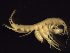  ( - BSM08P7-02)  @13 [ ] CreativeCommons - Attribution (2010) Unspecified Centre for Biodiversity Genomics