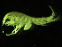  ( - BSM08P7-02)  @13 [ ] CreativeCommons - Attribution (2010) Unspecified Centre for Biodiversity Genomics
