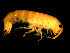  ( - FL007-2)  @13 [ ] CreativeCommons - Attribution (2010) Unspecified Centre for Biodiversity Genomics