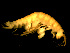  ( - L158AR1-01)  @13 [ ] CreativeCommons - Attribution (2010) Unspecified Centre for Biodiversity Genomics