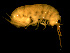  ( - L158AR1-02)  @13 [ ] CreativeCommons - Attribution (2010) Unspecified Centre for Biodiversity Genomics