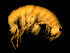  ( - L158AR1-04)  @13 [ ] CreativeCommons - Attribution (2010) Unspecified Centre for Biodiversity Genomics