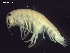  ( - L170AR1-05)  @11 [ ] CreativeCommons - Attribution (2010) Unspecified Centre for Biodiversity Genomics
