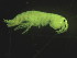  (Gammarus duebeni - L202AR1-06)  @13 [ ] CreativeCommons - Attribution (2010) Unspecified Centre for Biodiversity Genomics