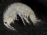  (Pontogeneia inermis - L240AR1-08)  @13 [ ] CreativeCommons - Attribution (2010) Unspecified Centre for Biodiversity Genomics
