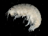  ( - L242AR1-05)  @11 [ ] CreativeCommons - Attribution (2010) Unspecified Centre for Biodiversity Genomics