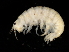  ( - L246AR1-08)  @11 [ ] CreativeCommons - Attribution (2010) Unspecified Centre for Biodiversity Genomics
