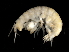  ( - L250AR1-07)  @11 [ ] CreativeCommons - Attribution (2010) Unspecified Centre for Biodiversity Genomics