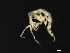  (Caprella mutica - MGDSt-E32-1)  @14 [ ] CreativeCommons - Attribution (2013) CBG Photography Group Centre for Biodiversity Genomics