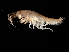  ( - NS08D1-03)  @11 [ ] CreativeCommons - Attribution (2010) Unspecified Centre for Biodiversity Genomics