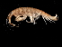  ( - NS08D1-04)  @11 [ ] CreativeCommons - Attribution (2010) Unspecified Centre for Biodiversity Genomics