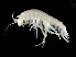  (Tethorchestia cf. antillensis - TALBHGE-01)  @11 [ ] CreativeCommons - Attribution (2010) Unspecified Centre for Biodiversity Genomics