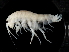  (Tethorchestia sp. A - TALBHGE-02)  @11 [ ] CreativeCommons - Attribution (2010) Unspecified Centre for Biodiversity Genomics