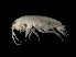  ( - TALFLGB-16)  @13 [ ] CreativeCommons - Attribution (2010) Unspecified Centre for Biodiversity Genomics