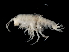  ( - TALFLGB-18)  @13 [ ] CreativeCommons - Attribution (2010) Unspecified Centre for Biodiversity Genomics
