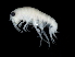  ( - TALMSHI-04)  @11 [ ] CreativeCommons - Attribution (2010) Unspecified Centre for Biodiversity Genomics
