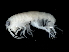  ( - TALMSHI-05)  @11 [ ] CreativeCommons - Attribution (2010) Unspecified Centre for Biodiversity Genomics