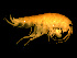  ( - TALOS01-03)  @12 [ ] CreativeCommons - Attribution (2010) Unspecified Centre for Biodiversity Genomics