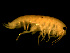 ( - TALOS01-07)  @13 [ ] CreativeCommons - Attribution (2010) Unspecified Centre for Biodiversity Genomics