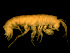  ( - TALOS01-18)  @13 [ ] CreativeCommons - Attribution (2010) Unspecified Centre for Biodiversity Genomics