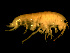  ( - TALOS01-30)  @13 [ ] CreativeCommons - Attribution (2010) Unspecified Centre for Biodiversity Genomics
