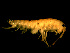  ( - TALOS02-07)  @11 [ ] CreativeCommons - Attribution (2010) Unspecified Centre for Biodiversity Genomics