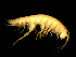  ( - TALOS02-18)  @13 [ ] CreativeCommons - Attribution (2010) Unspecified Centre for Biodiversity Genomics