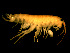  ( - TALOS02-20)  @14 [ ] CreativeCommons - Attribution (2010) Unspecified Centre for Biodiversity Genomics