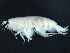  ( - TE005T175-01)  @11 [ ] CreativeCommons - Attribution (2016) CBG Photography Group Centre for Biodiversity Genomics