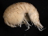  ( - BIOUG01328-A11)  @11 [ ] CreativeCommons - Attribution (2011) CBG Photography Group Centre for Biodiversity Genomics