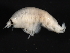  (Anonyx cf. pareous - BIOUG01328-B08)  @13 [ ] CreativeCommons - Attribution (2011) CBG Photography Group Centre for Biodiversity Genomics