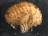  ( - BIOUG01328-B11)  @11 [ ] CreativeCommons - Attribution (2011) CBG Photography Group Centre for Biodiversity Genomics