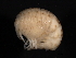  ( - BIOUG01328-B12)  @11 [ ] CreativeCommons - Attribution (2011) CBG Photography Group Centre for Biodiversity Genomics