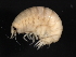  ( - BIOUG01328-C05)  @13 [ ] CreativeCommons - Attribution (2011) CBG Photography Group Centre for Biodiversity Genomics