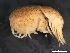  ( - BIOUG01328-D04)  @11 [ ] CreativeCommons - Attribution (2011) CBG Photography Group Centre for Biodiversity Genomics