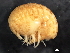  ( - BIOUG01328-D06)  @11 [ ] CreativeCommons - Attribution (2011) CBG Photography Group Centre for Biodiversity Genomics