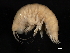  ( - BIOUG01328-F04)  @13 [ ] CreativeCommons - Attribution (2011) CBG Photography Group Centre for Biodiversity Genomics