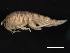  ( - BIOUG01328-G10)  @13 [ ] CreativeCommons - Attribution (2011) CBG Photography Group Centre for Biodiversity Genomics