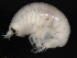  (Anonyx makarovi JMG01 - BIOUG01328-H09)  @14 [ ] CreativeCommons - Attribution (2011) CBG Photography Group Centre for Biodiversity Genomics