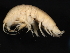  ( - BIOUG01329-F11)  @13 [ ] CreativeCommons - Attribution (2011) CBG Photography Group Centre for Biodiversity Genomics