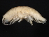  ( - BIOUG01329-F12)  @13 [ ] CreativeCommons - Attribution (2011) CBG Photography Group Centre for Biodiversity Genomics