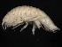  ( - BIOUG01329-G01)  @14 [ ] CreativeCommons - Attribution (2011) CBG Photography Group Centre for Biodiversity Genomics