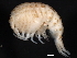  ( - BIOUG01329-H10)  @11 [ ] CreativeCommons - Attribution (2011) CBG Photography Group Centre for Biodiversity Genomics