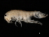  ( - TALMSBX-07)  @13 [ ] CreativeCommons - Attribution (2010) Unspecified Centre for Biodiversity Genomics